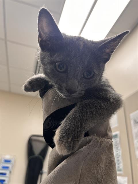 *GABBY - Domestic Short Hair available for adoption