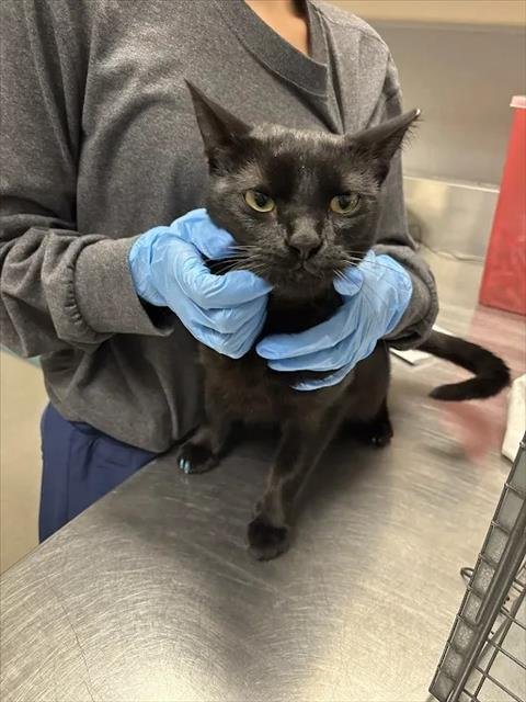 *MR.RAY - Domestic Short Hair available for adoption