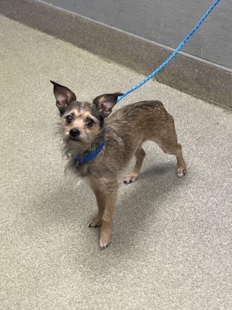 *CHARLIE - Terrier available for adoption