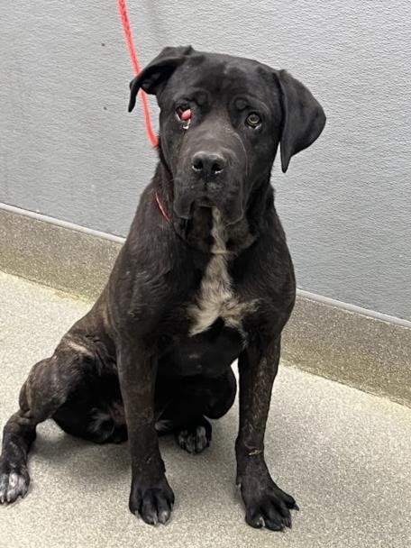 OREO - Cane Corso Mastiff available for adoption