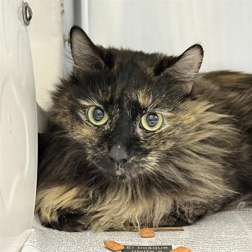 *ALANI - Domestic Long Hair available for adoption