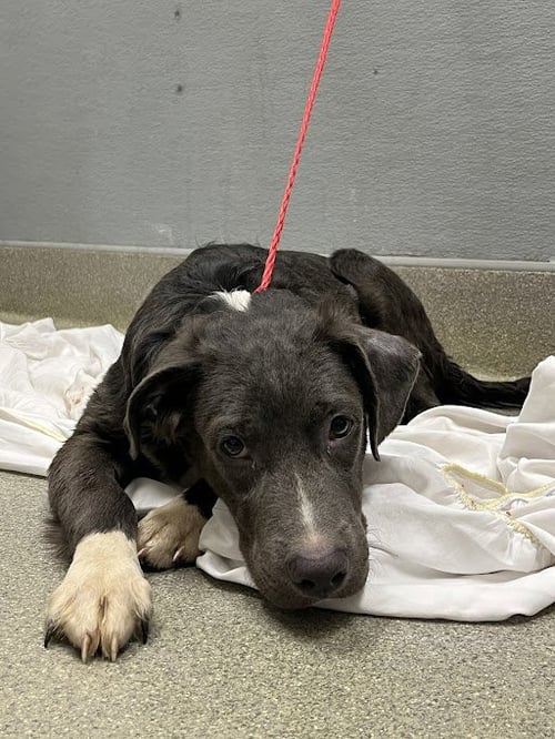 *TABLE - Pit Bull Terrier available for adoption