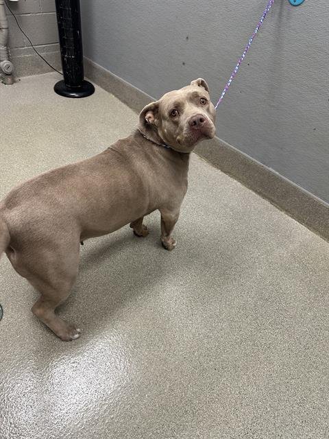 *KITA - Pit Bull Terrier available for adoption