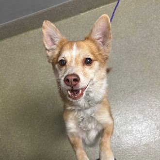 *KEN - Cardigan Welsh Corgi available for adoption