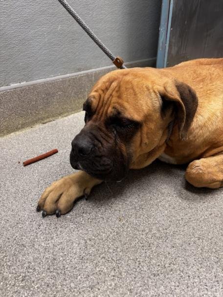 SIMBA - Cane Corso Mastiff available for adoption