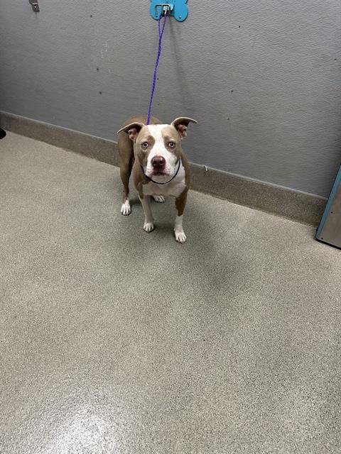 *KRENSHAW - Pit Bull Terrier available for adoption