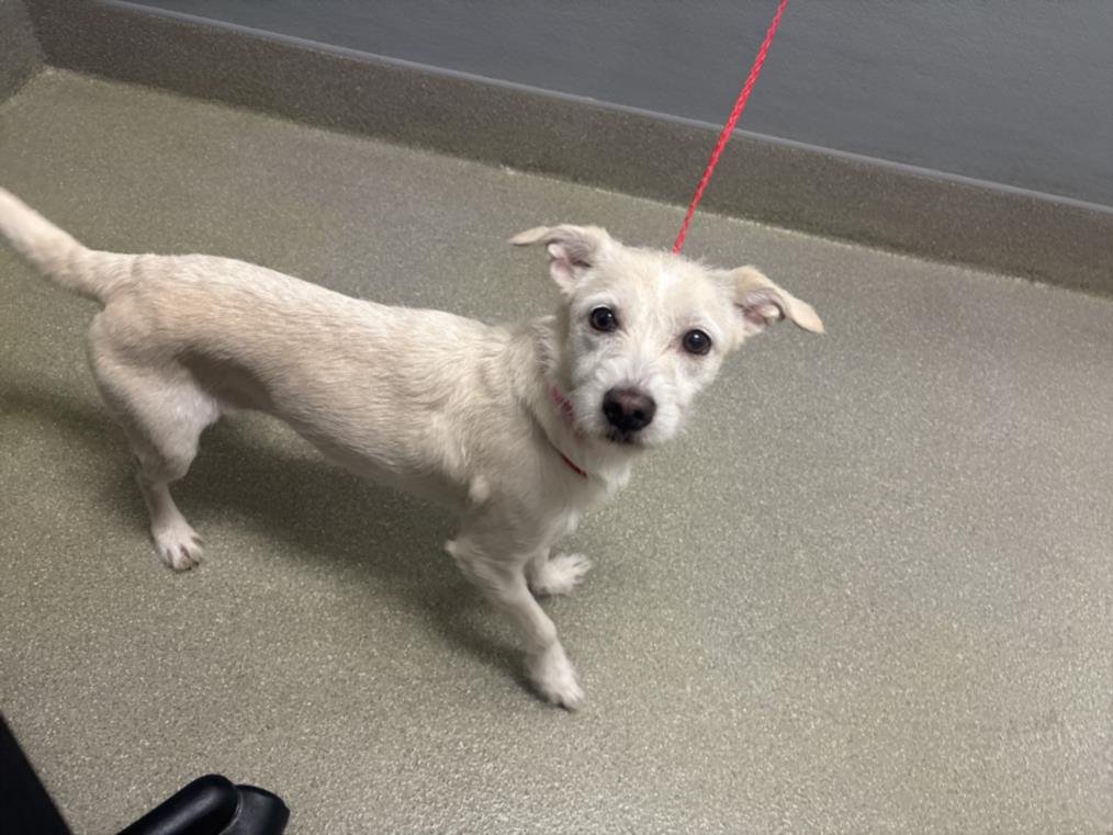 *OPAL - Terrier available for adoption