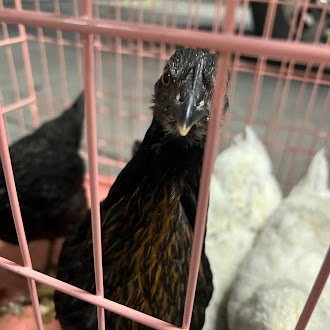 *BON-BON - Chicken available for adoption