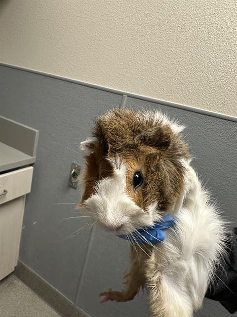 *ERID - Guinea Pig available for adoption