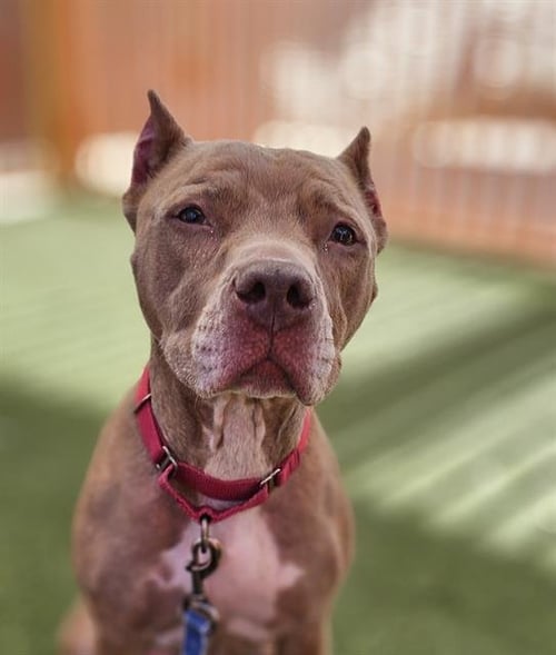 *ANGELICA - Pit Bull Terrier available for adoption