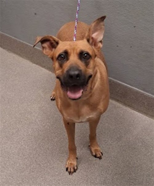LADY - German Shepherd Dog available for adoption