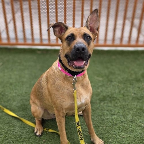 LADY - German Shepherd Dog available for adoption