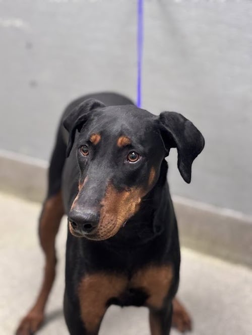 ROYAL - Doberman Pinscher available for adoption