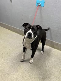 *SWEET PEA - Photo 1