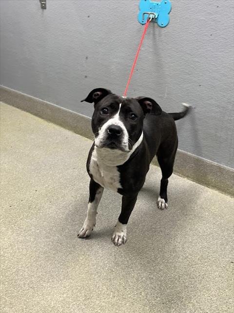 *SWEET PEA - Pit Bull Terrier available for adoption