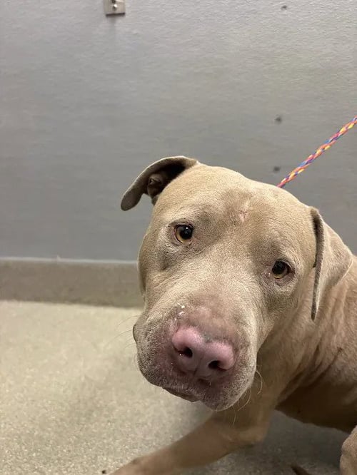 *OSCAR - Pit Bull Terrier available for adoption