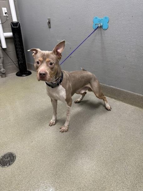 *SUNSET - Pit Bull Terrier available for adoption