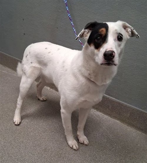 MILO - Australian Cattle Dog/Blue Heeler available for adoption