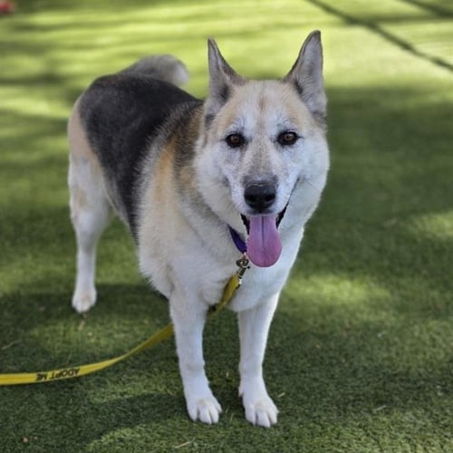 BAILEY - German Shepherd Dog available for adoption