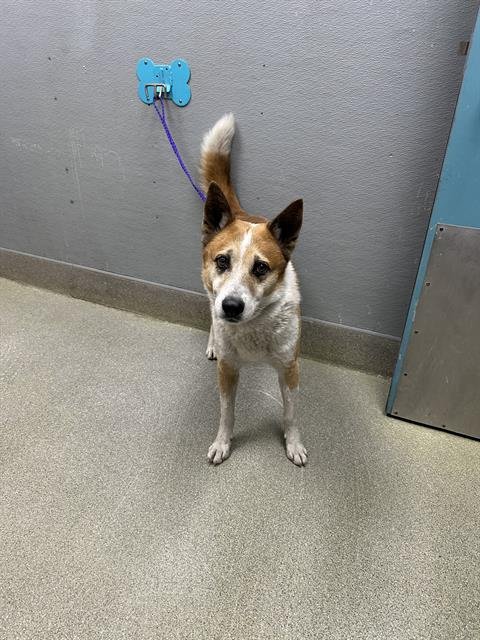 *RED - Akita available for adoption