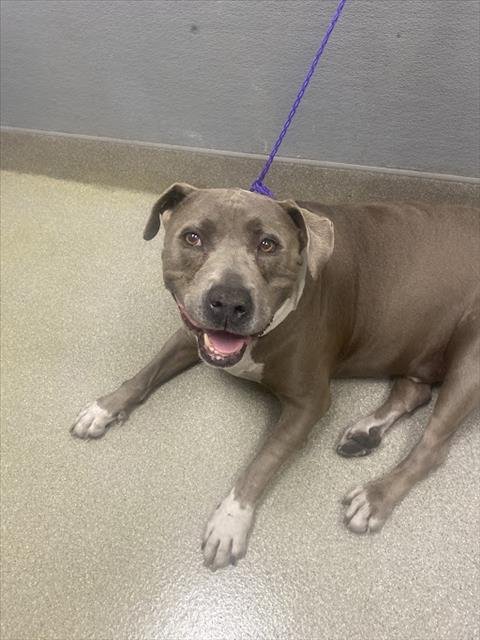 ZEUS - Pit Bull Terrier available for adoption