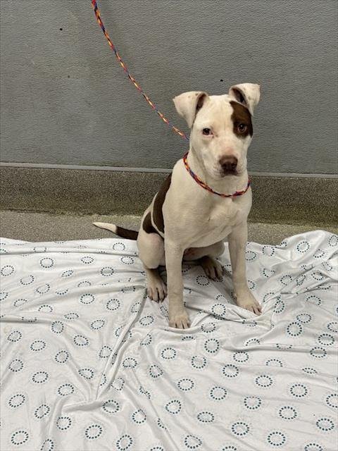 *AMBESSA - Pit Bull Terrier available for adoption