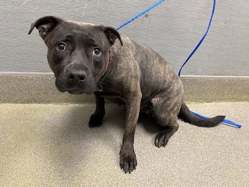 ONYX - Pit Bull Terrier available for adoption