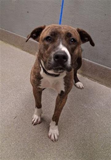 FAITH - Siberian Husky / Pit Bull Terrier available for adoption