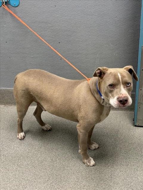*RUKUS - Pit Bull Terrier available for adoption