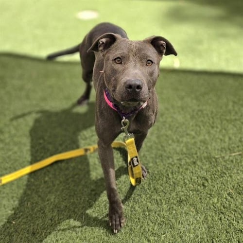 FREYA - Pit Bull Terrier available for adoption