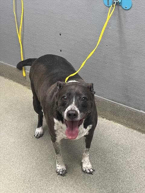 BUSCHI - Pit Bull Terrier available for adoption