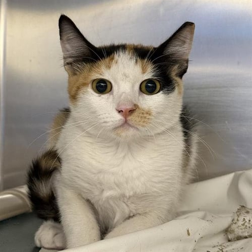*ANN - Domestic Short Hair available for adoption