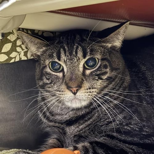 MCDONALDS - Domestic Short Hair for adoption in Las Vegas