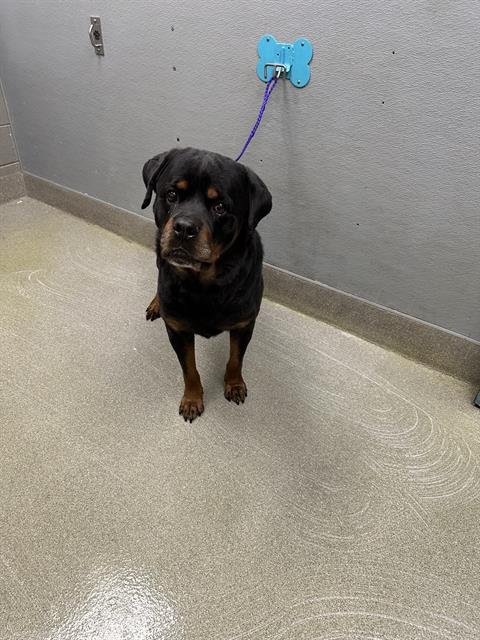 MAC - Rottweiler available for adoption