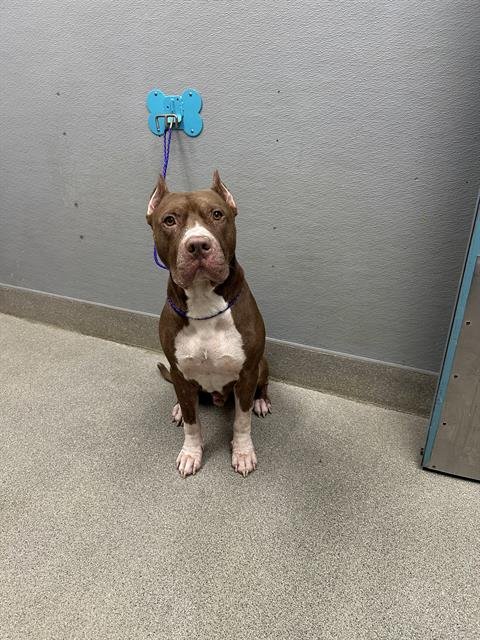CAINE - American Pit Bull Terrier available for adoption