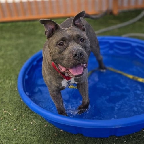*CHRIS - Pit Bull Terrier available for adoption