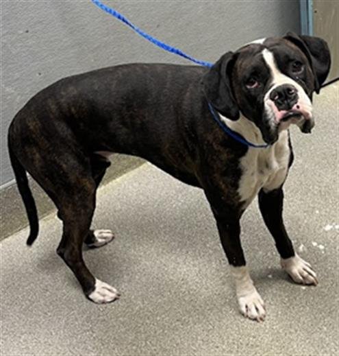 CARNELO - Boxer available for adoption