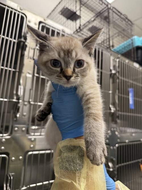 *ASTARION - Domestic Short Hair available for adoption