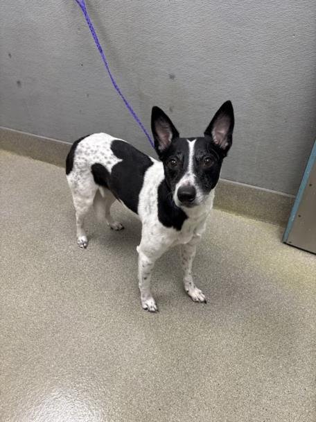 OREO - Border Collie available for adoption