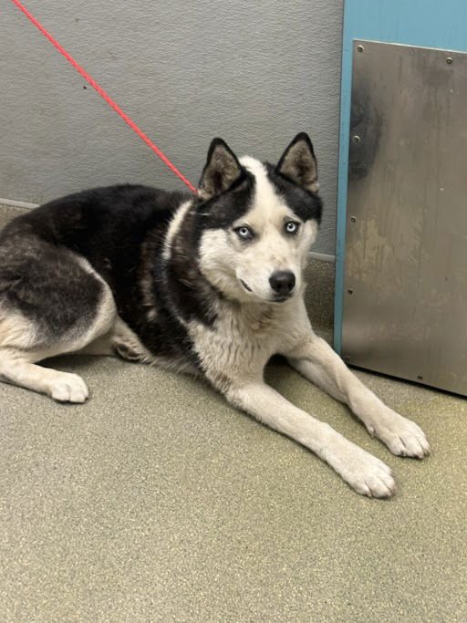 VALENTINO - Husky available for adoption