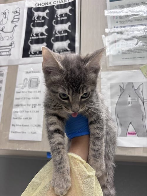 *ORION - Domestic Short Hair available for adoption