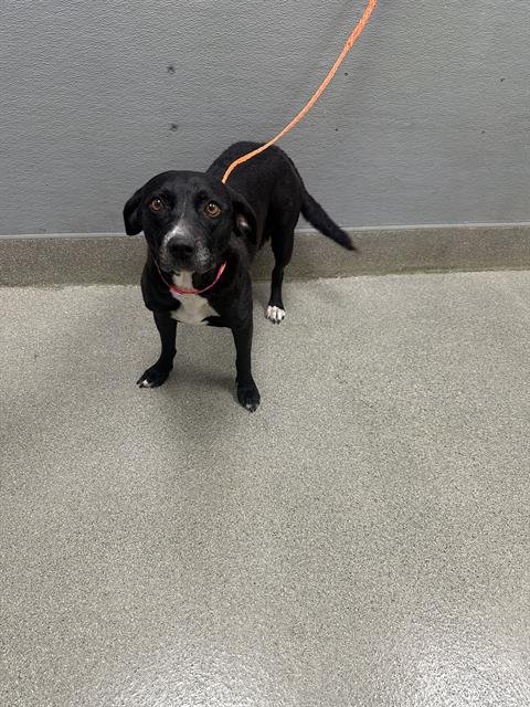 *WIGGLE WORM - Labrador Retriever available for adoption