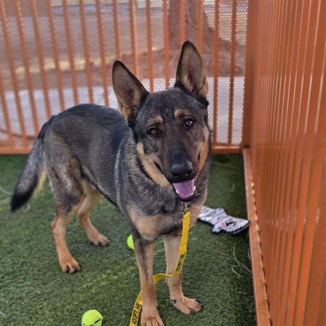 LUCAS - German Shepherd Dog available for adoption