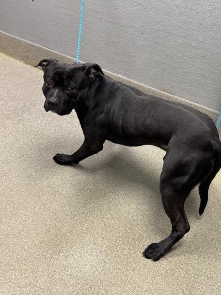 *CUPID - Pit Bull Terrier available for adoption