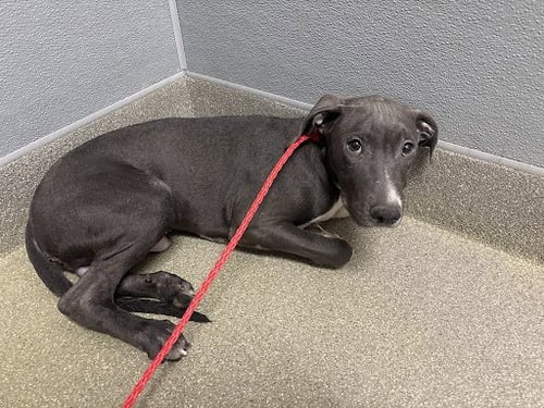 *DUNCAN IDAHO - Pit Bull Terrier available for adoption