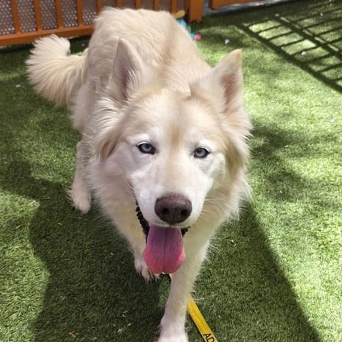 ICE - Siberian Husky available for adoption