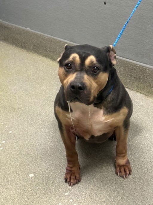 HARLEY - American Pit Bull Terrier available for adoption