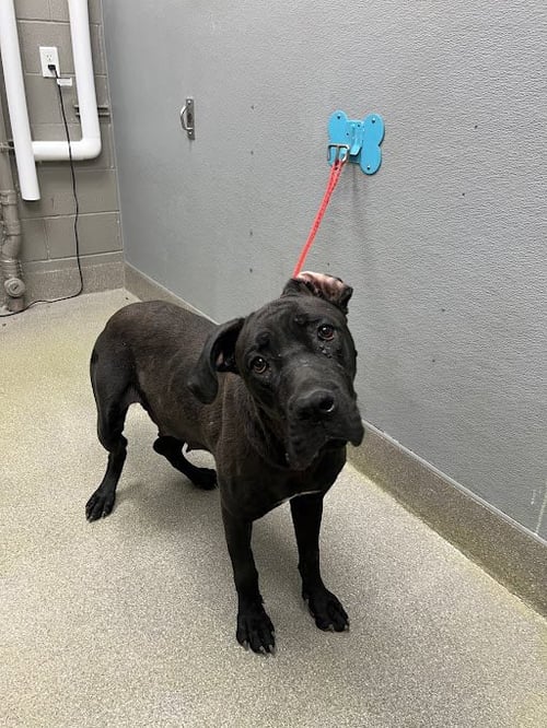 *SAMMIE - Cane Corso Mastiff available for adoption
