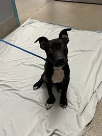 *DINO NUGGIE - Photo 1