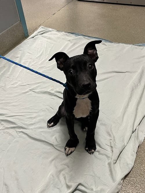 *DINO NUGGIE - Pit Bull Terrier available for adoption